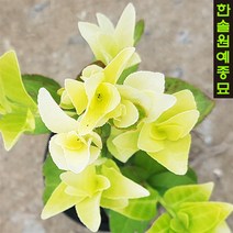 황금사철(스프링참) 3치포트, 황금사철(스프링참)-3치포트