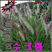 산약초씨앗-낭만초-질랑풀-가을의 - 수크령 1kg 향연, 상세페이지 참조