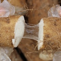 2021년 경북 안동 장마 5kg 2kg (상품 중품 알뜰) 생마 햇마 햇장마 산지직송, 안동장마 2kg 알뜰
