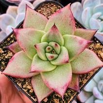 원종에보니슈퍼클론 다육이 다육식물 예쁜다육, 1개
