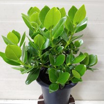 [성심꽃농원] 크루시아_중품_289, 1개