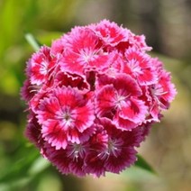 지엘파크 꽃씨 패랭이 1kg-약40평분량 여러해살이 개화기 6~8월, 20kg, 1개