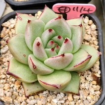 다육식물(곰마리아)114, 1개