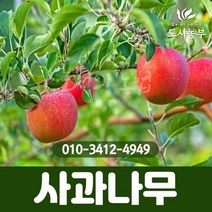 미니사과 / 알프스오토메 / R5 /결실주 묘목 도시농부