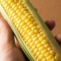 (산지직송) 생으로 먹는 초당옥수수 마약옥수수, 추천 프리미엄 초당옥수수(고창), 15개, 15개