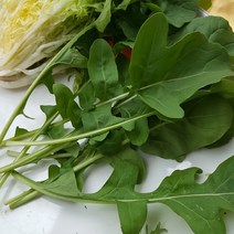 짱구몰 루꼴라, 1kg