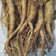 씨앗판매 국산 슈퍼 도라지 씨앗 작물 품종 산채 종자 200g_[230404EA], 본상품선택