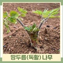 두릅나무 묘목 땅두릅 독활 5구