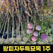 왕피자두 묘목 1주 과실주 묘목, 1개