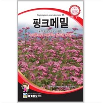 핑크메밀 50립 / 메밀꽃 붉은메밀 메밀씨앗 씨 종자