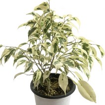 스트라이트벤자민(중품)-벤자민/고무나무/실내원예