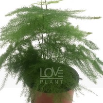 아스파라거스-부케용/장식용/수경재배/관엽식물