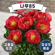 (나무85) 왜성향수작약 포트