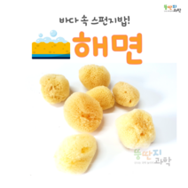 뚱딴지 바다 스펀지 해면 스펀지밥 천연스펀지 각질세안