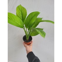 형광 라임형광스파트필름 소품 15~25cm 45