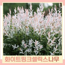 버드나무 묘목 오색버들 화이트핑크셀릭스 삽목3년생 뿌리묘 5개