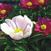 구근 작약 함박꽃 약용 씨앗 야생화 꽃씨 종자 100립 _ 65489EA, 본상품선택
