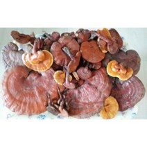 영지버섯 200g 비단풀 옻나무 영지버섯 차가버섯