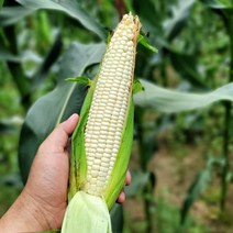 맛있는 강원도 햇 찰 옥수수 50개