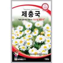 세계 제충국 씨앗 다년생 아스타 달마시안 살충제 국화과 봄 여름 가을 꽃씨 종자, 로빈손 국화