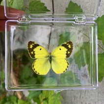 천연 실제 나비 표본 희귀하고 절묘한 투명 박스형 혼합 교육 컬렉션 Rese, 15 A15