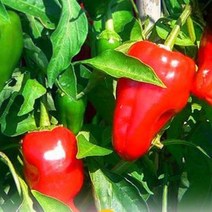 누리농산 홍피망 상 10kg 피망고추, 1개