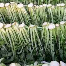 삶은 무청시래기 300g 6팩 양구시래기 무청시래기 국내산 우거지 우거지시래기 강원도시래기