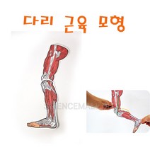 다리 근육모형 만들기(5명1세트)