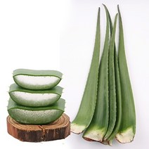 생 알로에 베라 5kg, 단품, 1개