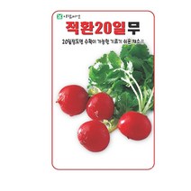 SN월드 뿌리채소 씨앗 무 당근 양파 알타리무 비트 콜라비 과일무, 적환20일무