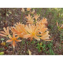 붉노랑 상사화/ 20구근