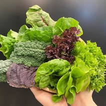 전북 순창 친환경 무농약 모둠 쌈채소 600g 1kg 샐러드채소 쌈야채 즙용케일, 1박스, 1kg(즙용케일)