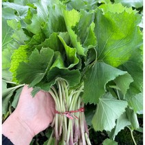 남해 월포댁 쌈용 머위 산나물 머위나물1kg, 1개