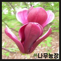 (나무농장) 목련나무 자목련 R3 내외 개화주 분