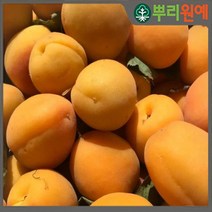살구나무 살구나무묘목 플럼코트묘목 티파니 살구자두 2년생
