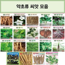 코리아팜 약초류 씨앗/더덕/백도라지/도라지/일당귀/참당귀/잔대/황기/백하수오/적하수오/와송/신선초/슈퍼도라지/감초/쇠무릎(우슬)/익모초/산천왕까마중/아시아길경도라지/아시아양유더덕, 2.다농-백도라지 1000립