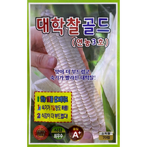 대학찰골드옥수수씨앗70립, 150립