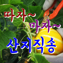 [성주참외] 꿀먹고 자란 아삭달콤한 성주참외.. 산지직배송, 1박스, 13.가정용 참외 10kg 중소과