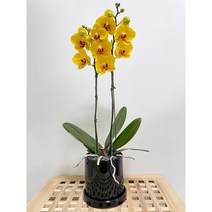 퀵 배송 농장직영배송 서울 경기 잠실개업화분 인사이동문구 교대승진축하난 문정축하화분 수서개업화분 서초승진축하난 장지승진난 서초승진난 잠실축하화분 문정축하화분 문정축하화분 퀵배송, 5.보라
