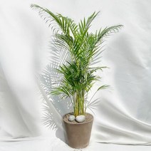 [고급물받침세트] 플라랜드 공기정화식물 키우기쉬운식물 개업화분 대형 아레카야자 나폴리토분, 대형아레카야자-테라코타나팔(브라운), 단품