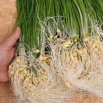 달래 1kg 팔팔마켓 국내산 세척 달레 봄나물, 1개
