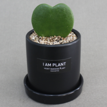 아이엠플랜트 라운드화분 선인장 다육이 스투키, 12.블랙 하트호야, 1개