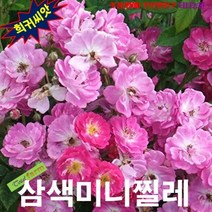 (꽃나무씨앗) 삼색미니찔레 엔젤윙 5립, 상세페이지 참조