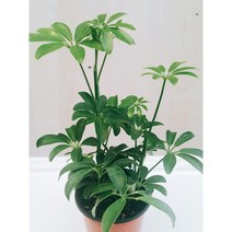 홍콩야자 (소품) // 홍콩야자 키우기 / 홍콩야자 / 공기정화식물 / 공기정화능력