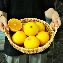 제주직송 고당도 제주 서귀포 황금향, 1개, 2kg, 꼬마과(흠집 조금 있음)