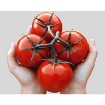 영화청과 국내산 토마토 2kg 프리미엄 백화점 남품