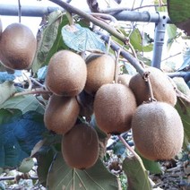 경남 고성 국내산 그린키위 참다래 3kg 5kg 10kg, 1박스, 참다래 10kg (150과내외)