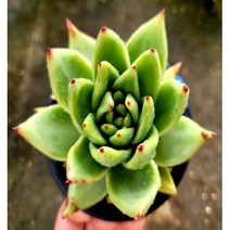에보니특이종 (묵은둥이)
