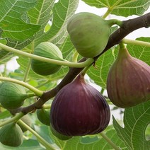 팡팡플랜트무화과 (베란다 과일 열매 나무 유실수)