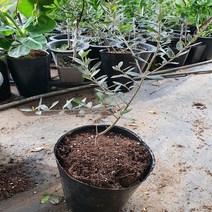 꿈의과일마을 올리브나무 삽목 2년생